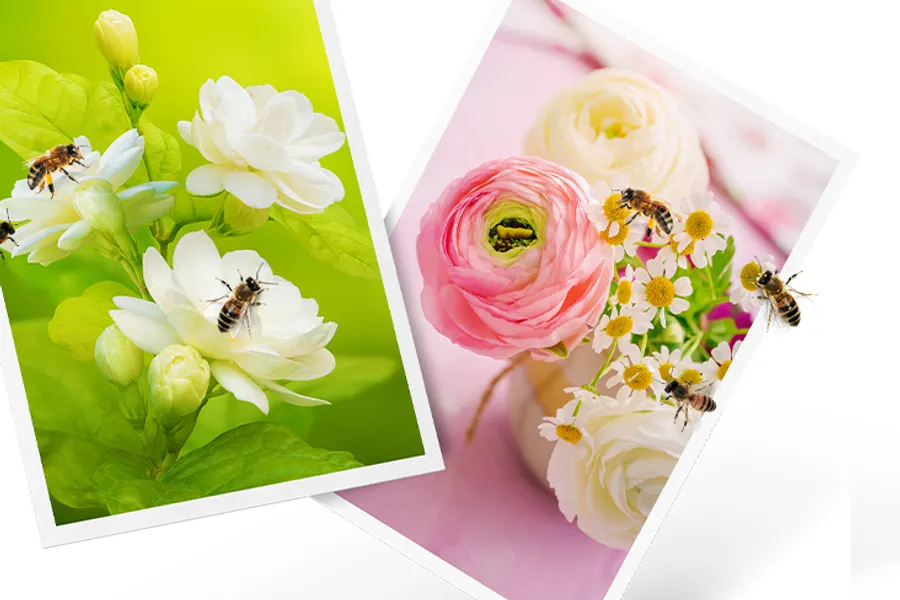 Colour photo prints of flowers made with Denvoer ink